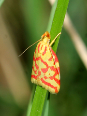 Hypercallia citrinalis