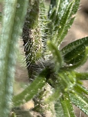 Cryptantha intermedia