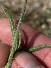 Cryptantha intermedia