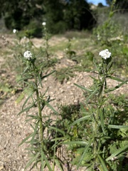 Cryptantha intermedia