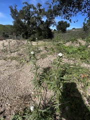 Cryptantha intermedia