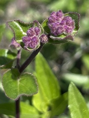 Mirabilis laevis