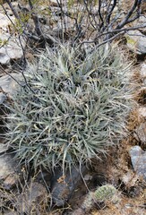 Deuterocohnia