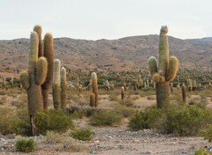 Trichocereus atacamensis