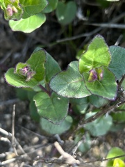 Mirabilis laevis