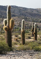 Trichocereus atacamensis