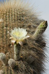 Trichocereus atacamensis