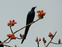 Lamprotornis caudatus