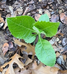 Verbesina virginica