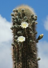 Trichocereus atacamensis