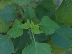 Clerodendrum phlomidis