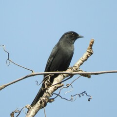 Melaenornis edolioides