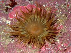 Anemonia sargassensis