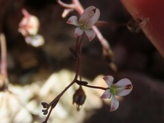 Nemacladus orientalis