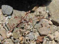 Nemacladus orientalis