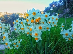 Narcissus tazetta tazetta
