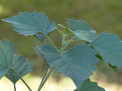 Clerodendrum phlomidis