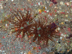 Isarachnanthus