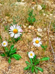 Bellis sylvestris