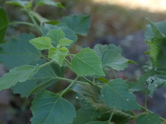 Clerodendrum phlomidis