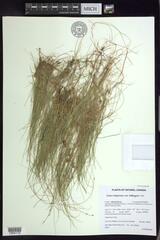 Carex billingsii