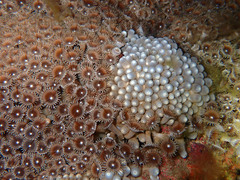 Zoantharia