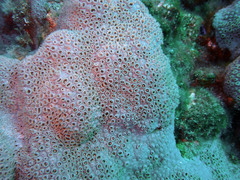 Palythoa caribaeorum