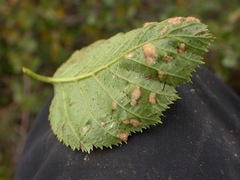 Acalitus brevitarsus