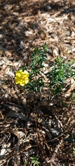 Cistus calycinus