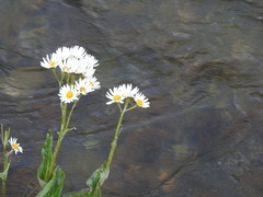 Senecio smithii
