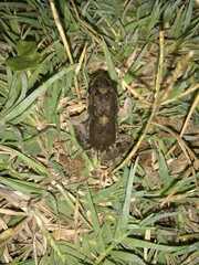 Leptodactylus latinasus