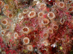 Polycyathus muellerae