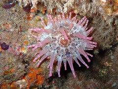 Telmatactis cricoides