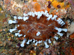 Telmatactis cricoides