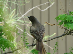 Myiarchus cinerascens