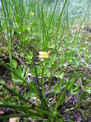 Ranunculus fuegianus