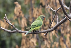 Psittacula himalayana
