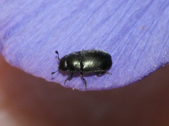 Brassicogethes