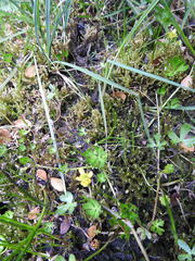 Ranunculus fuegianus