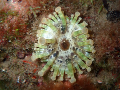 Telmatactis cricoides