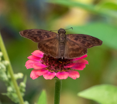 Anastrus sempiternus
