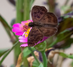 Anastrus sempiternus