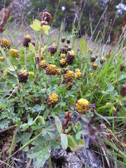 Trifolium spadiceum