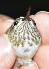 Selasphorus calliope