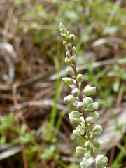 Polygala boykinii