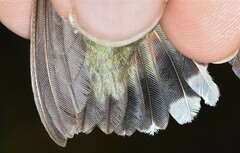 Selasphorus calliope