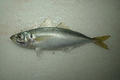 Decapterus maruadsi