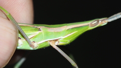 Acrida conica
