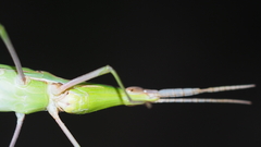 Acrida conica