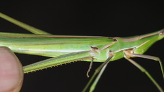 Acrida conica